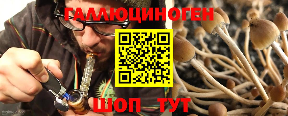 Псилоцибиновые грибы Psilocybine cubensis Лесозаводск